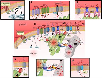 Update on Calcium Signaling in Cystic Fibrosis Lung Disease